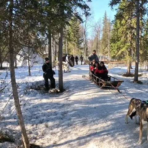 A husky team pulling a sled along a forest track