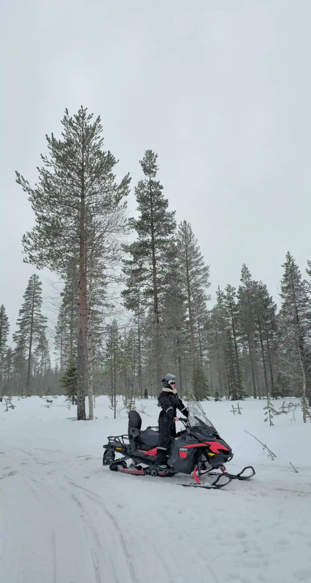 Person on snowmobile in snowy coniferous forest