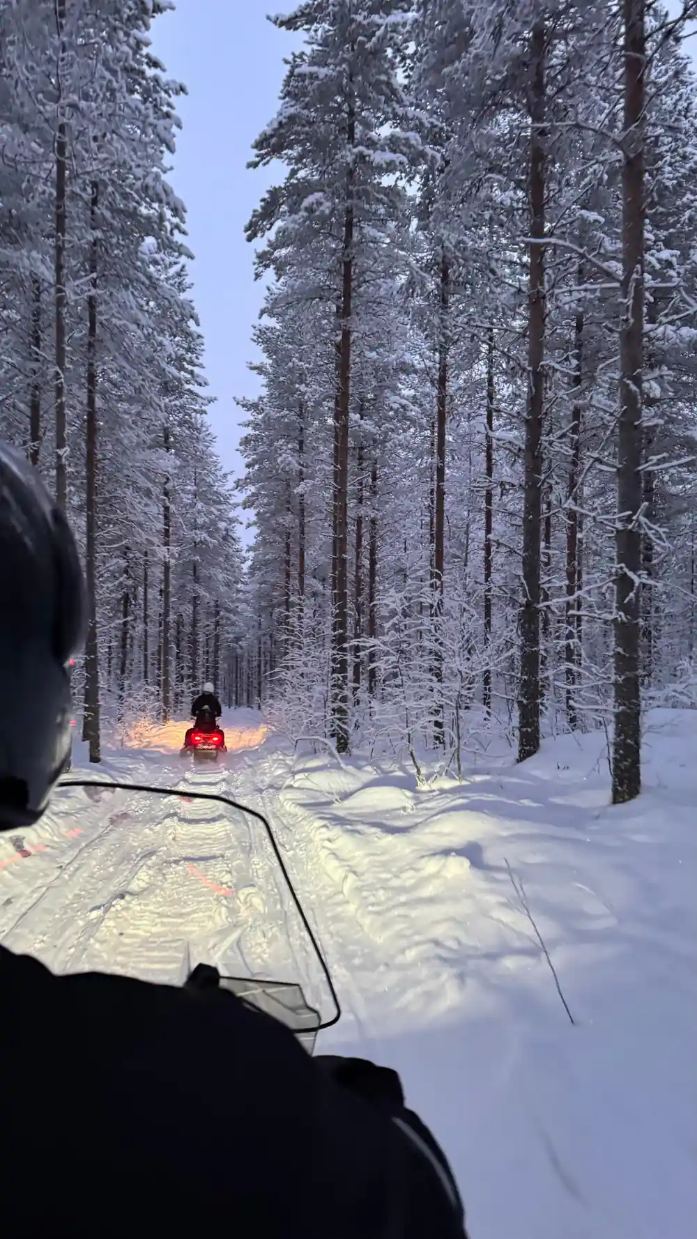 Sledge on snowy path through coniferous forest, person visible
