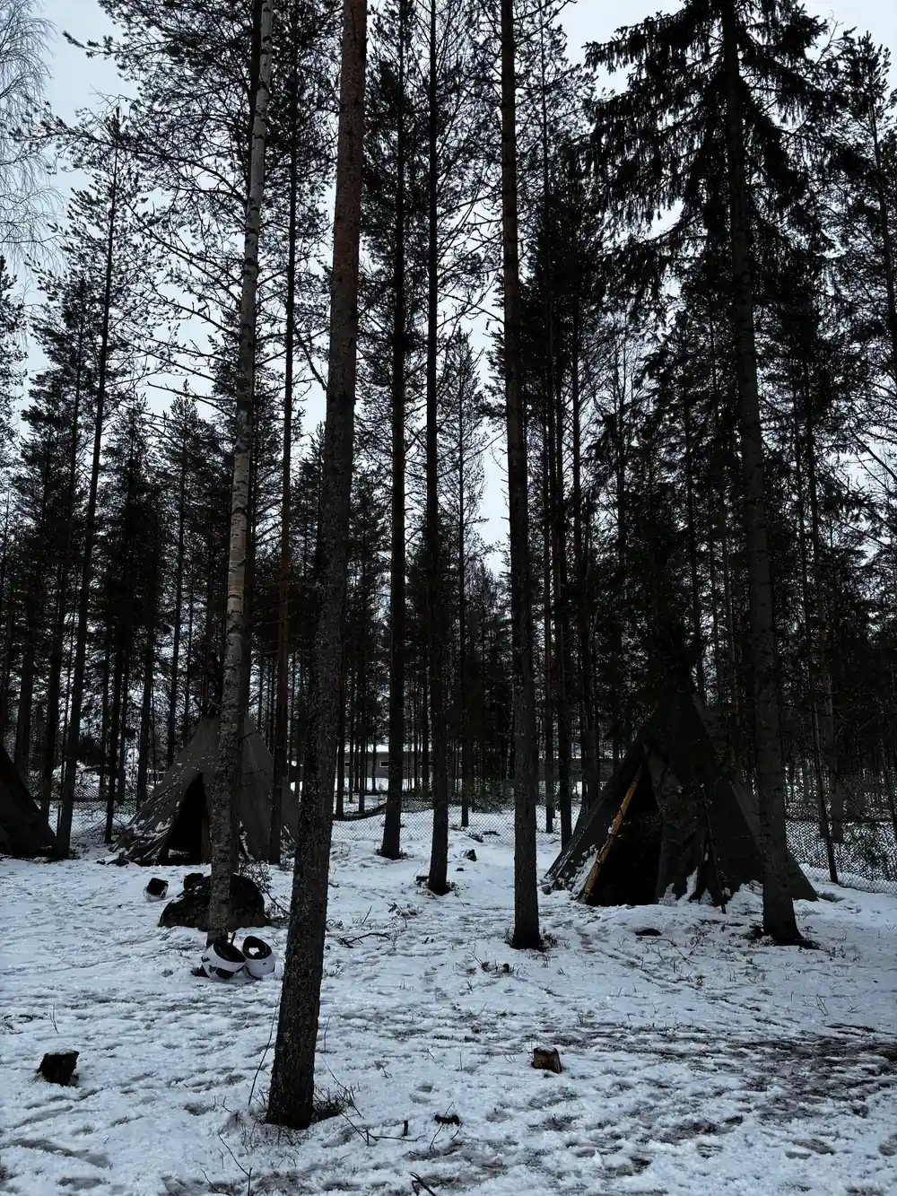 Snow-covered forest floor with tall pine trees
