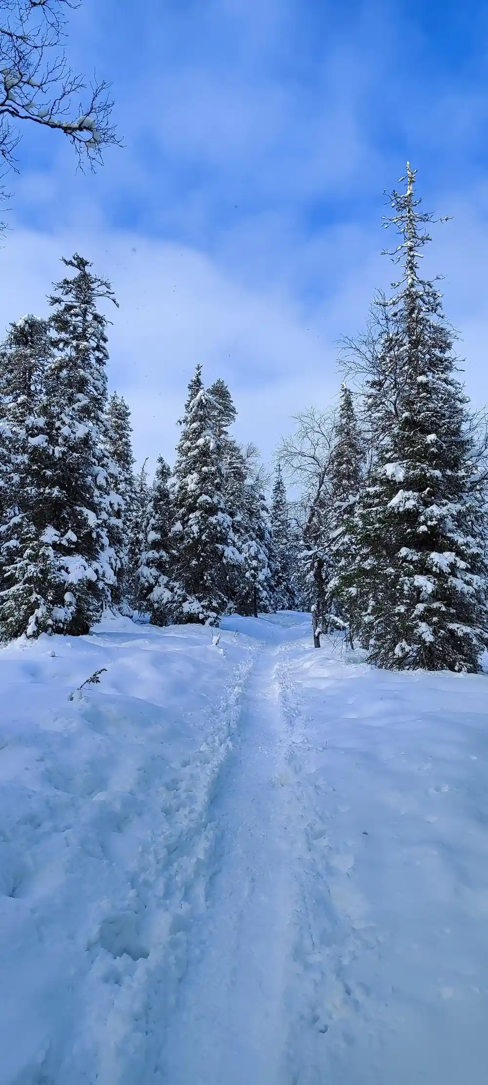 Snow-covered forest landscape with evergreen trees