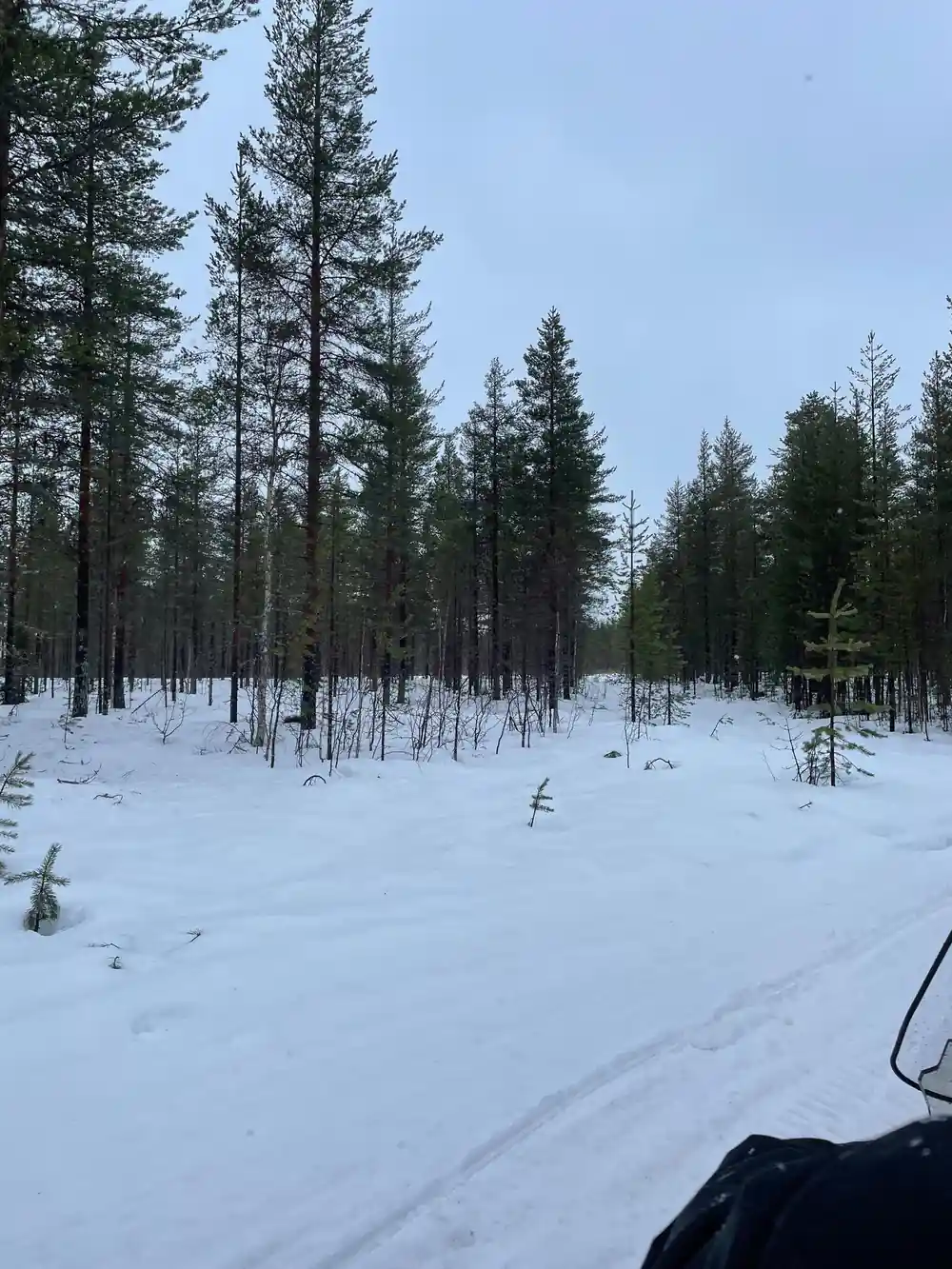 Snowy forest clearing with coniferous trees and tracks