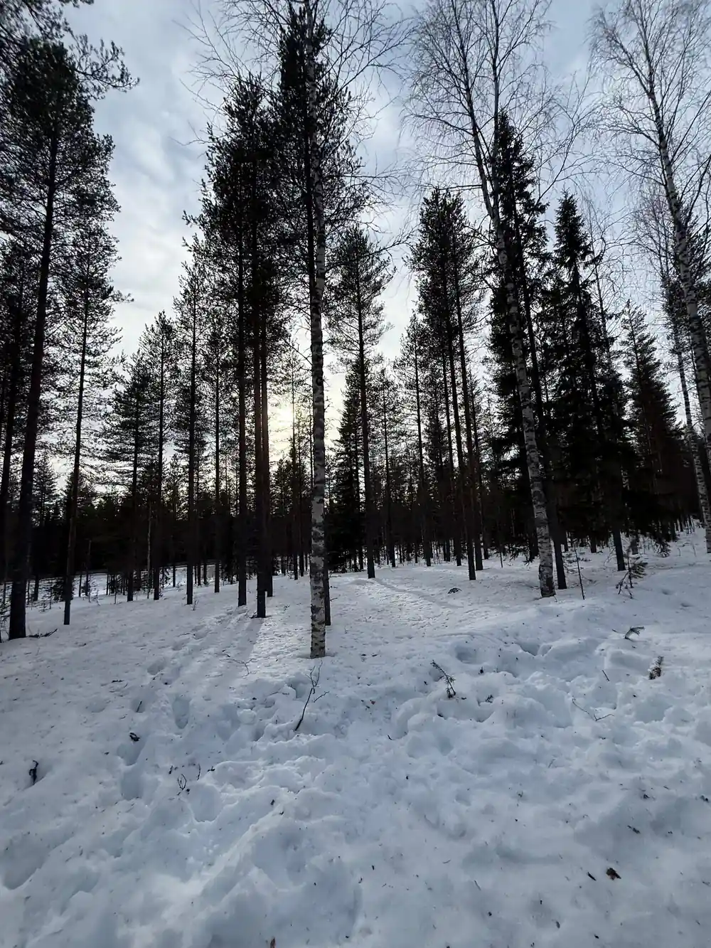 Snowy forest landscape with sparse trees and sky