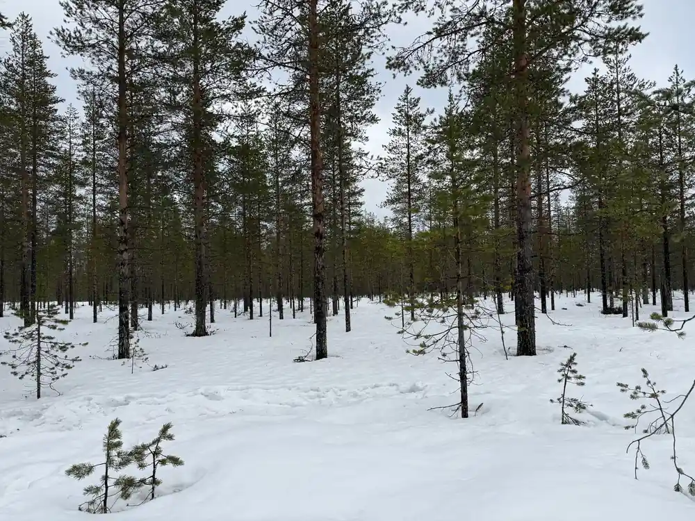 Snowy forest with sparse pine trees and flat ground