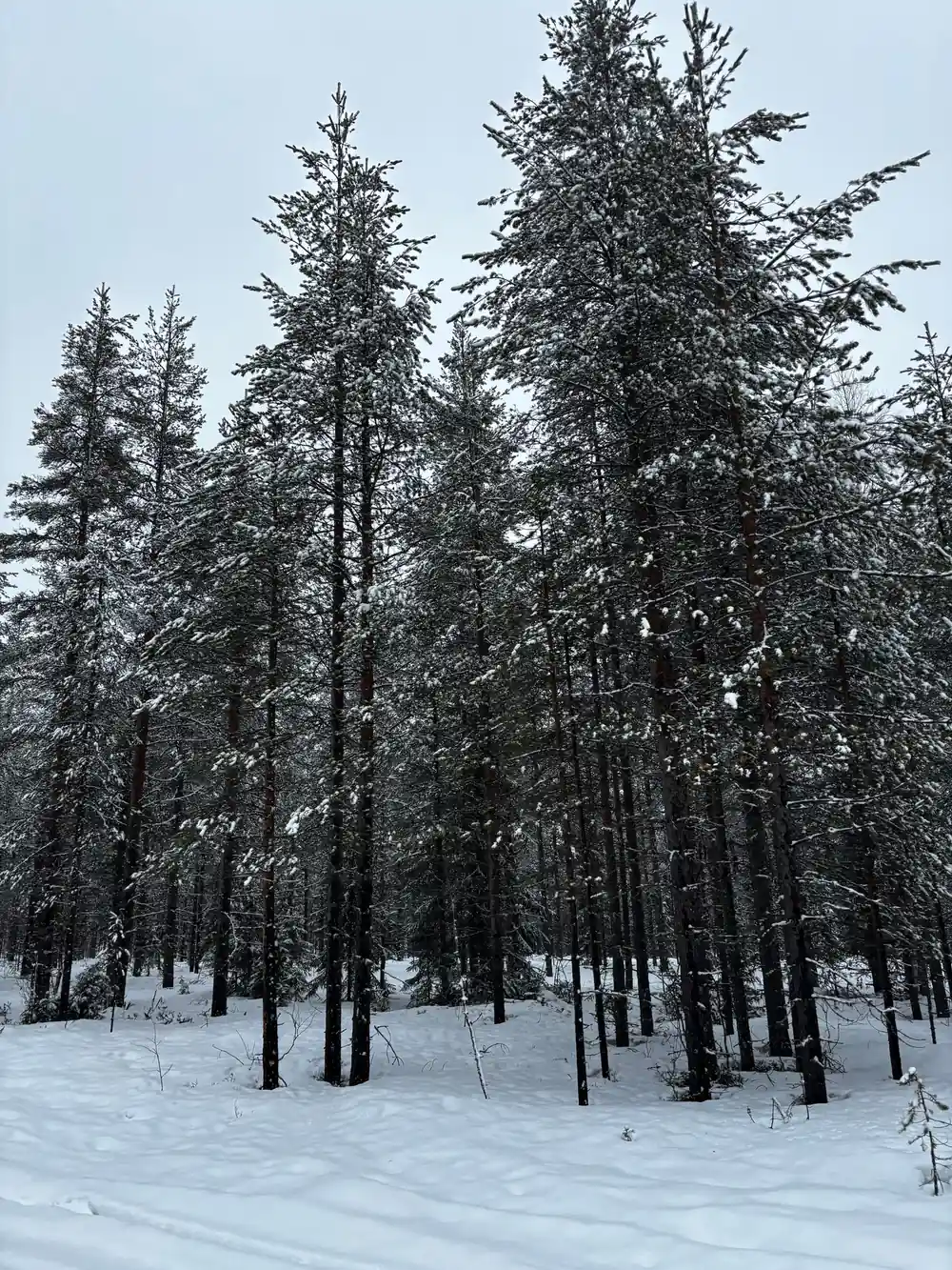 Sparse coniferous forest with snow on ground