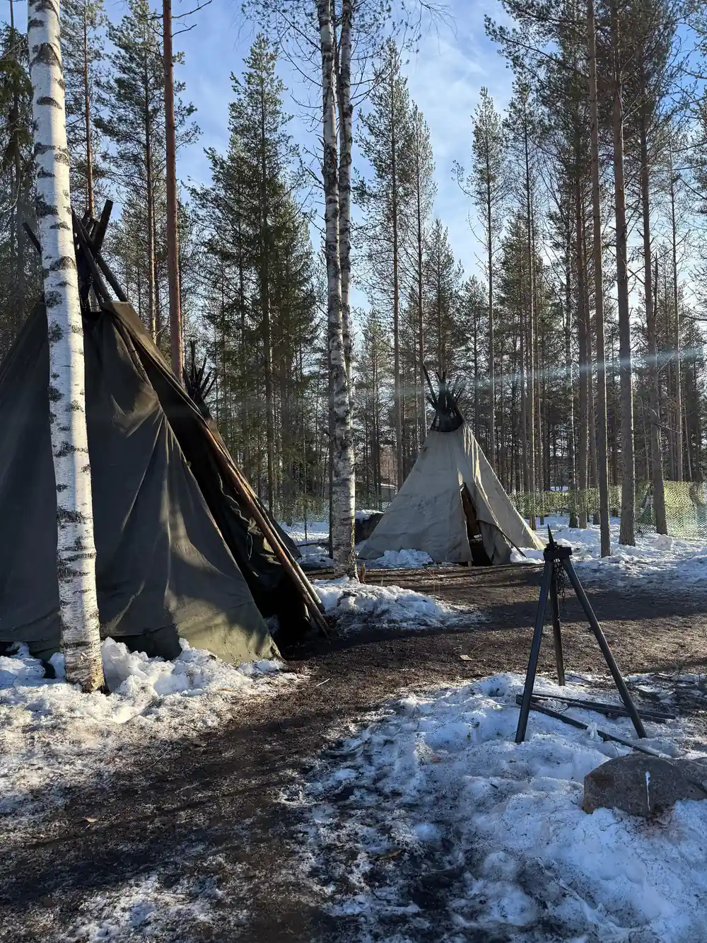 Traditional Sami tent with snow in coniferous forest