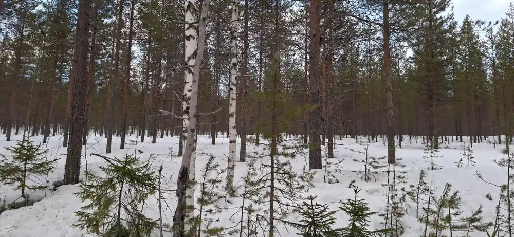 View from snowmobile of person ahead on snowy trail
